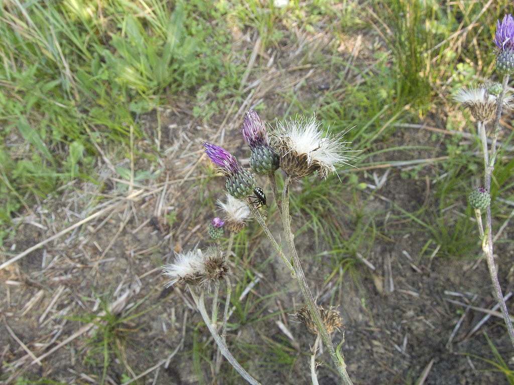 Cirsium monspessulanum /  Cardo di Montpellier