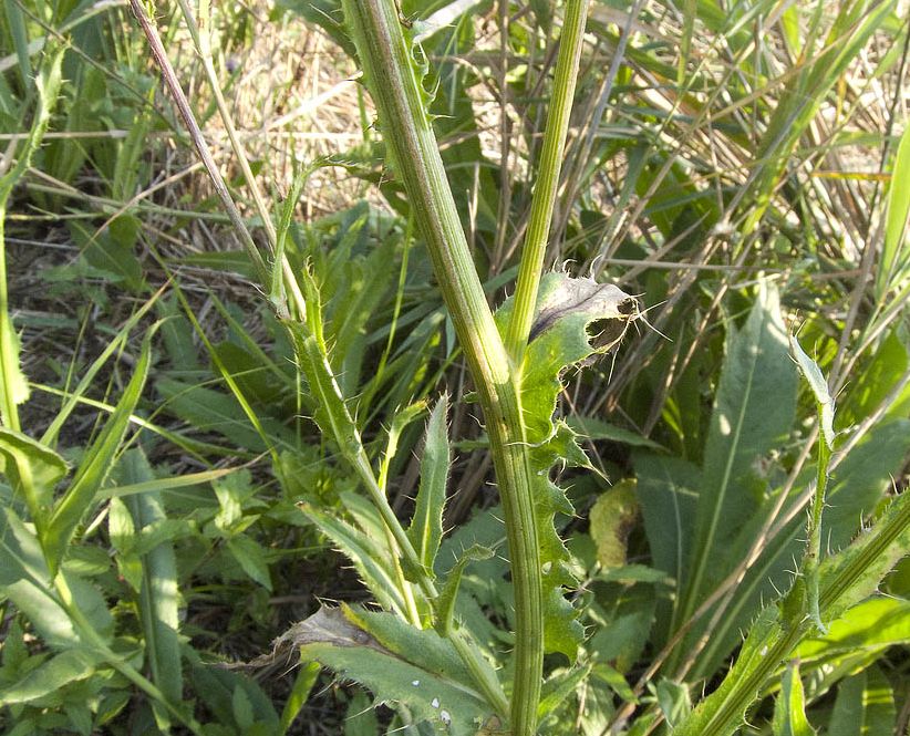 Cirsium monspessulanum /  Cardo di Montpellier