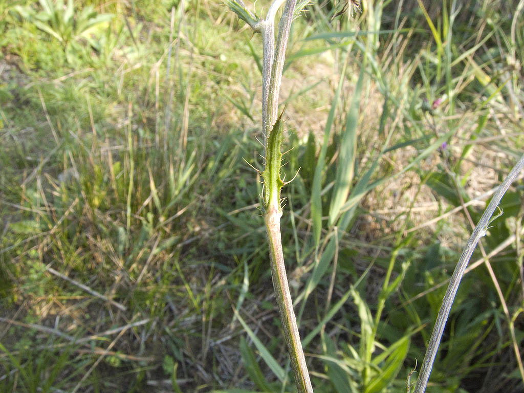 Cirsium monspessulanum /  Cardo di Montpellier