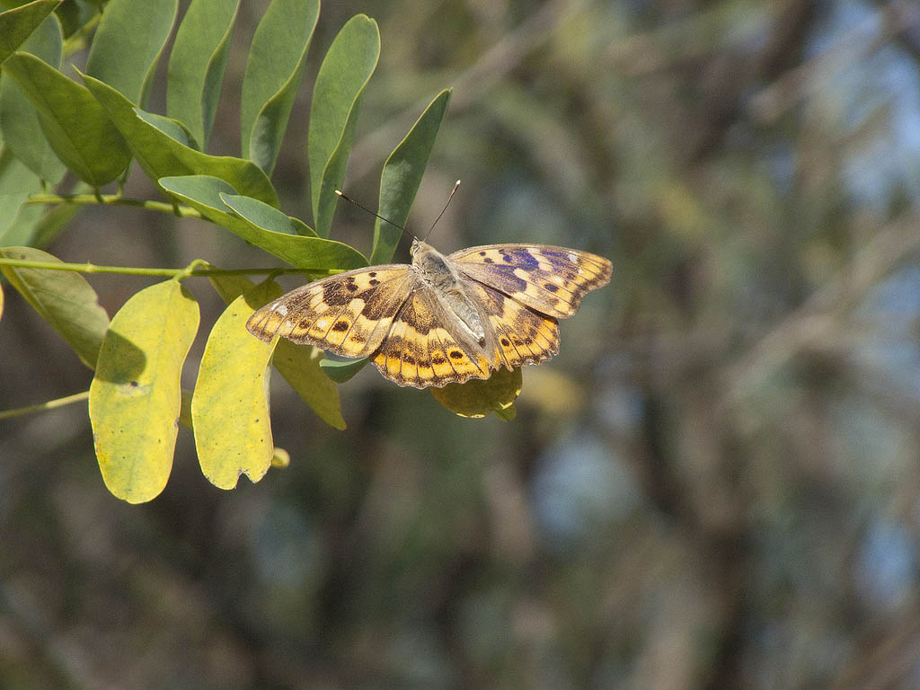 Apatura ilia.....