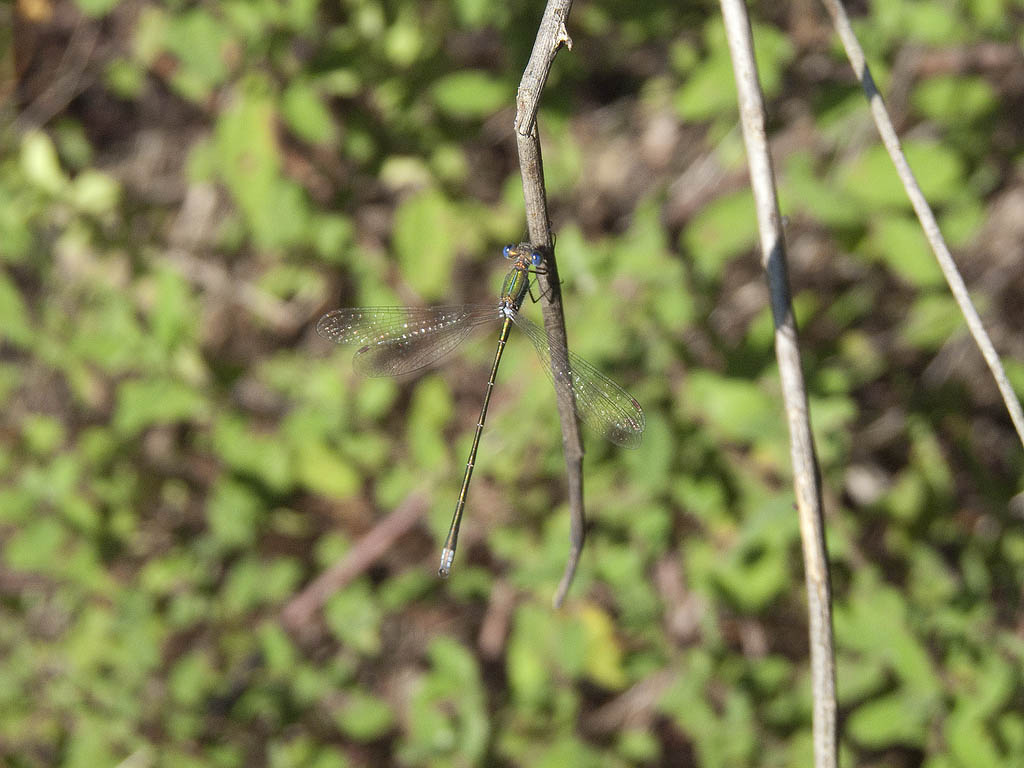 Lestes virens?