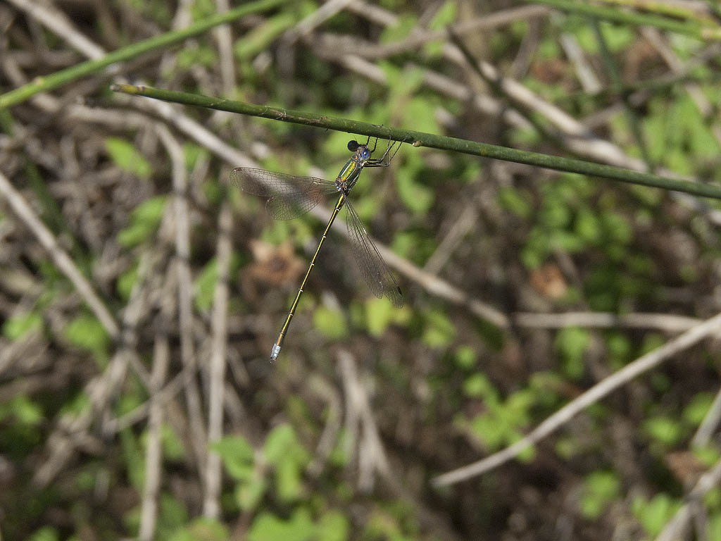 Lestes virens?