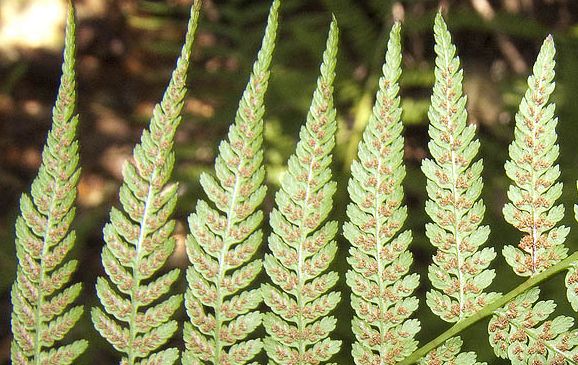 Athyrium filix-femina / Felce femmina