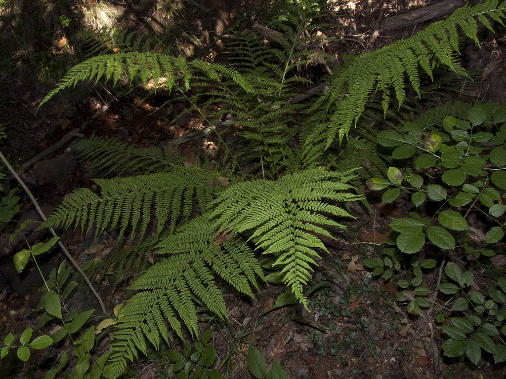 Athyrium filix-femina / Felce femmina