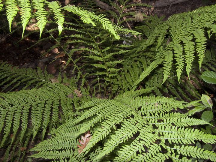 Athyrium filix-femina / Felce femmina
