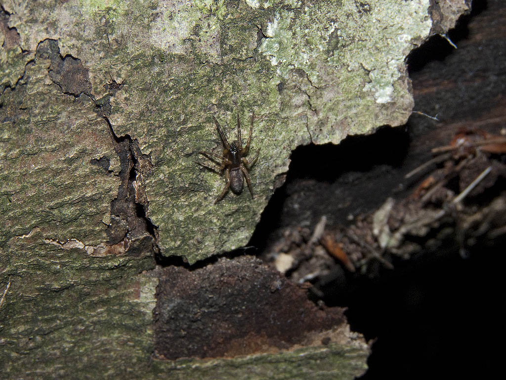 Segestria sp.