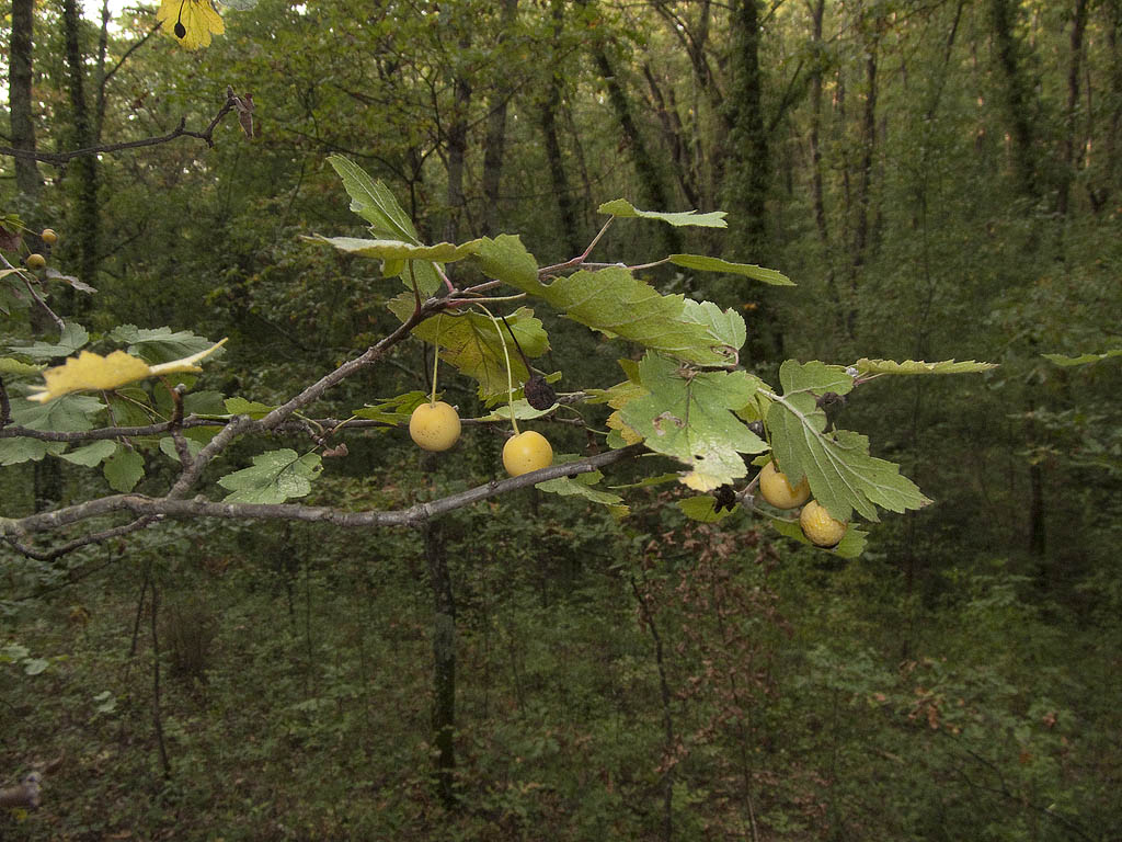 Malus florentina / Melo ibrido