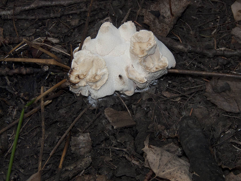 Da determinare (Abortiporus biennis)