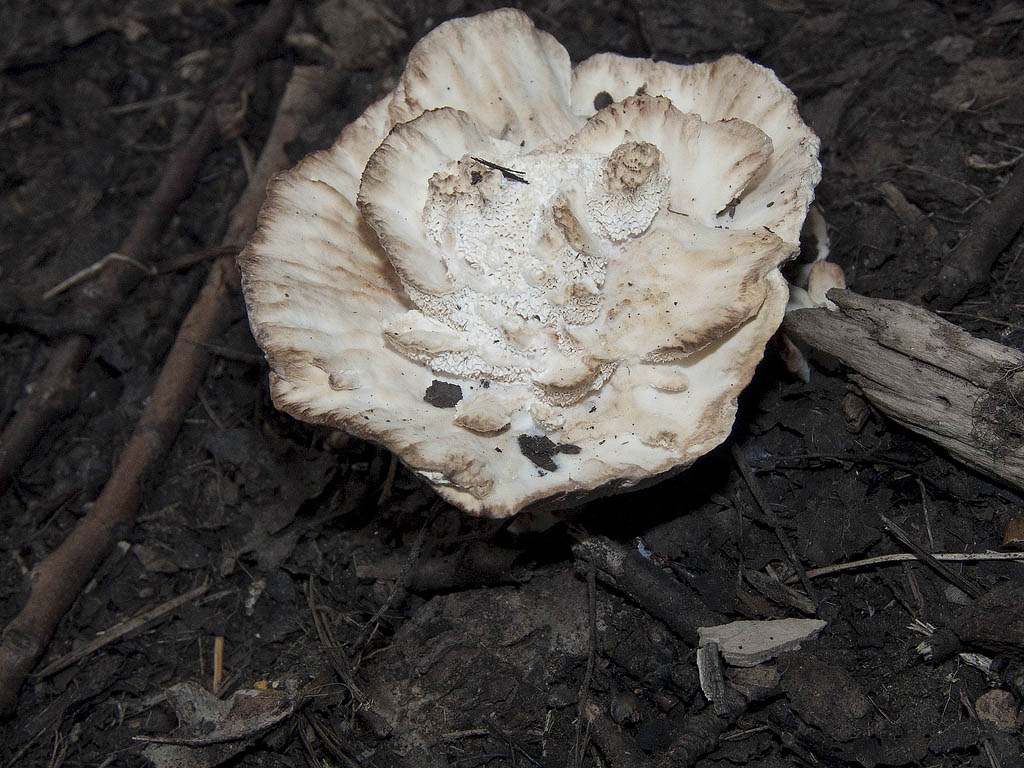 Da determinare (Abortiporus biennis)