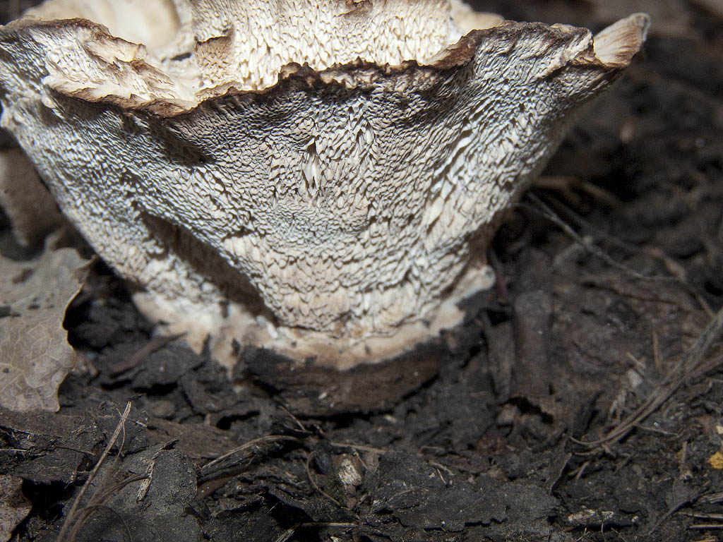 Da determinare (Abortiporus biennis)