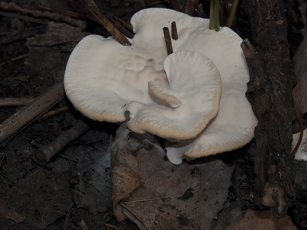 Da determinare (Abortiporus biennis)