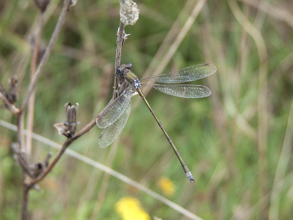 Lestes dryas? no, virens