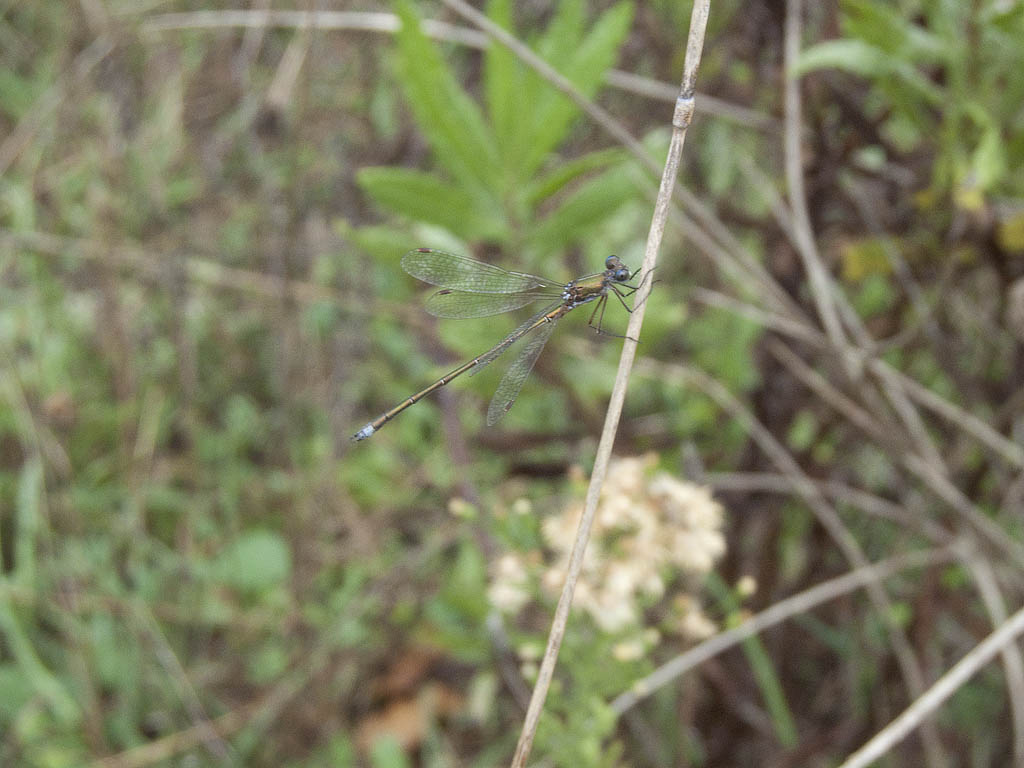 Lestes dryas? no, virens