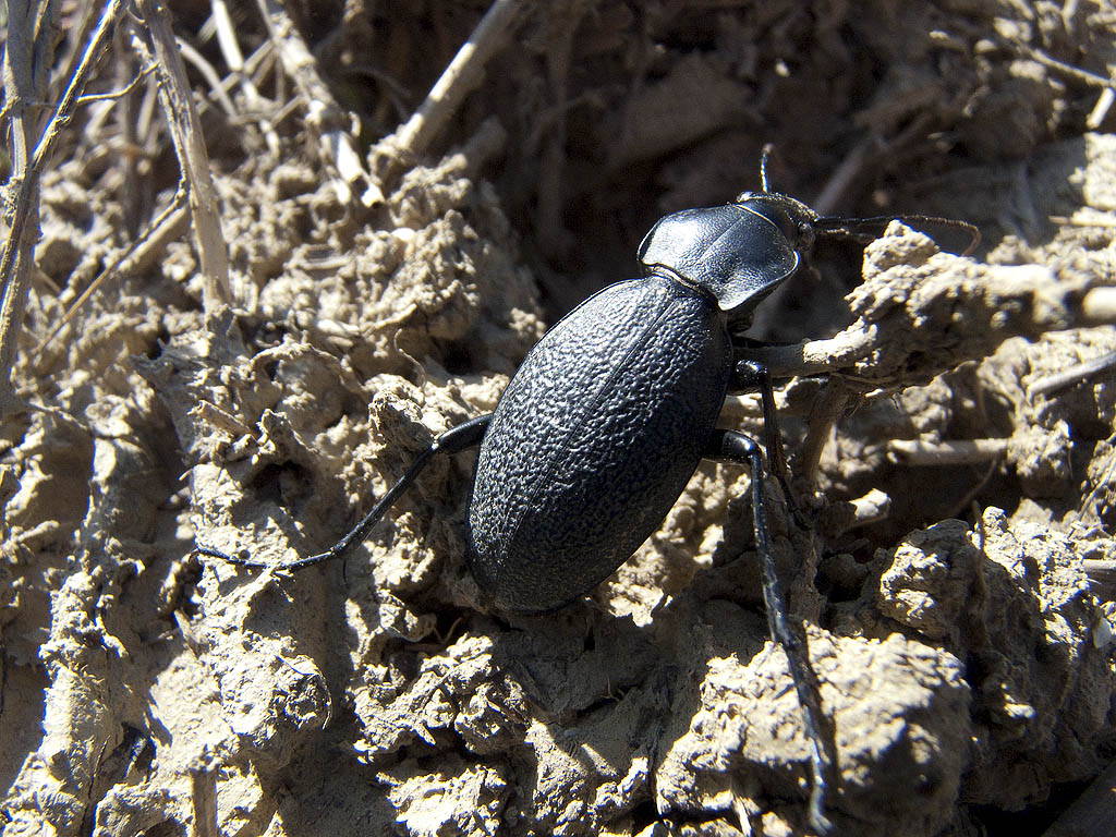 Carabidae da identificare: Carabus coriaceus