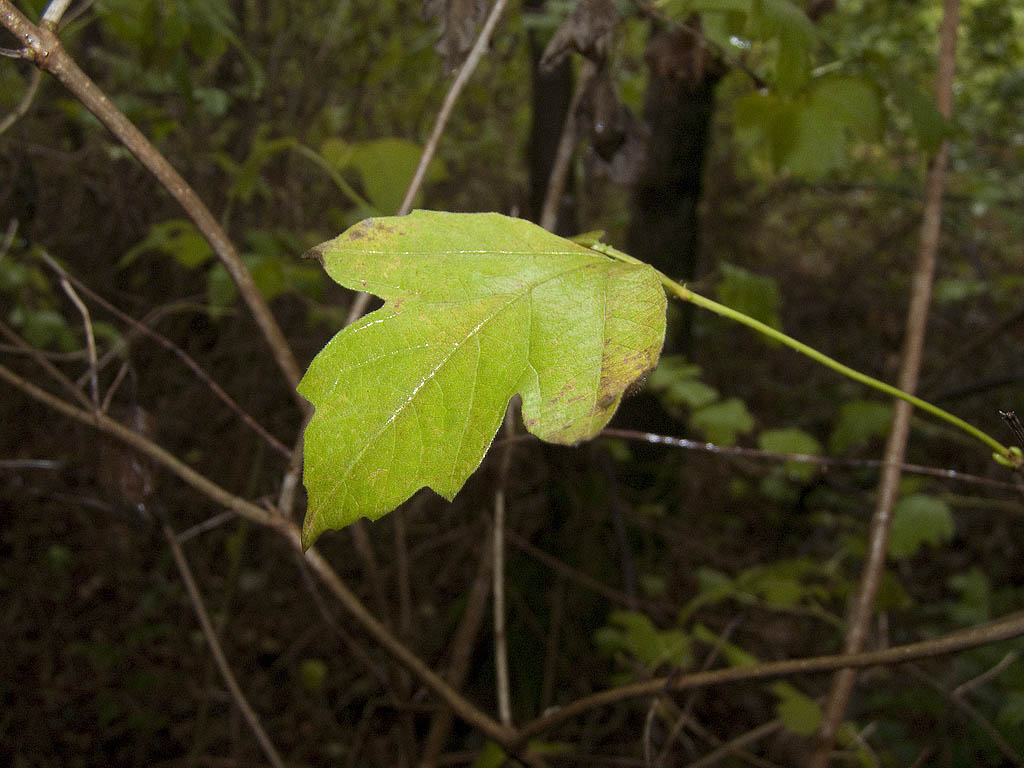 Domanda su Viburnum opulus...