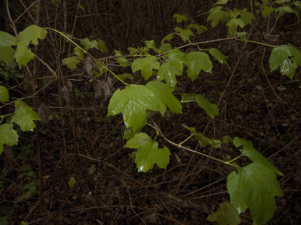 Domanda su Viburnum opulus...