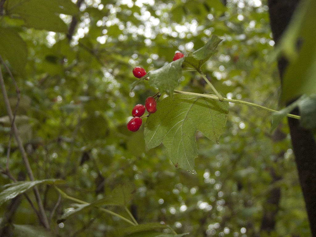 Domanda su Viburnum opulus...
