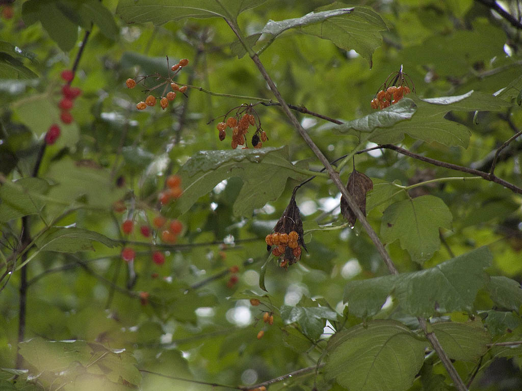 Domanda su Viburnum opulus...