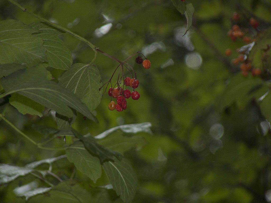 Domanda su Viburnum opulus...