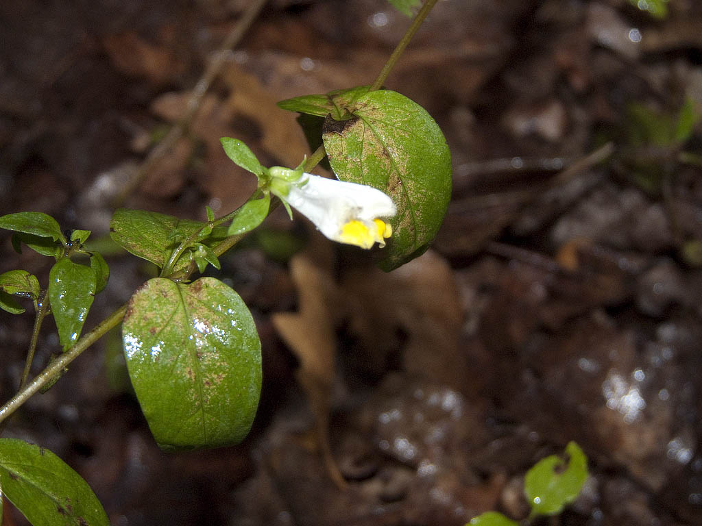 Melampyrum gr. pratense