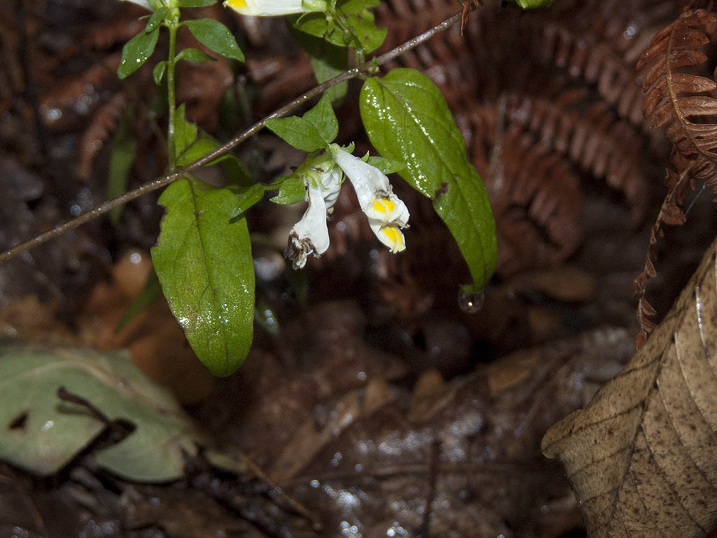 Melampyrum gr. pratense