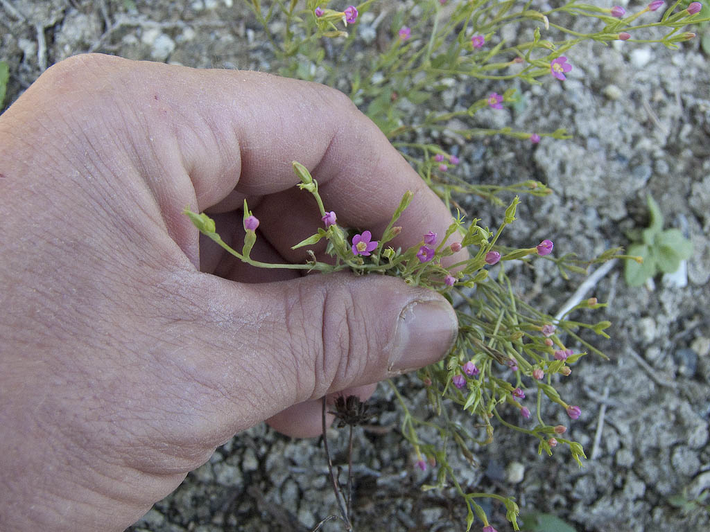 Centaurium erythraea