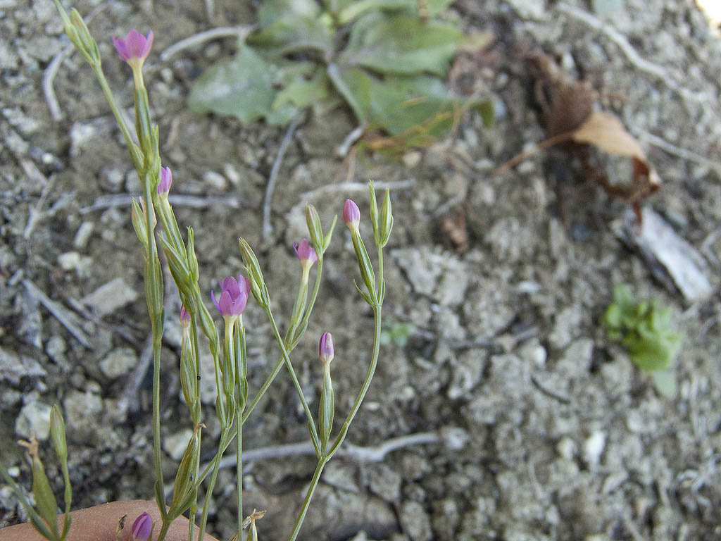 Centaurium erythraea