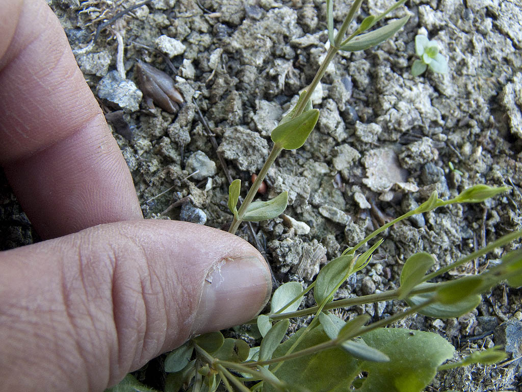 Centaurium erythraea