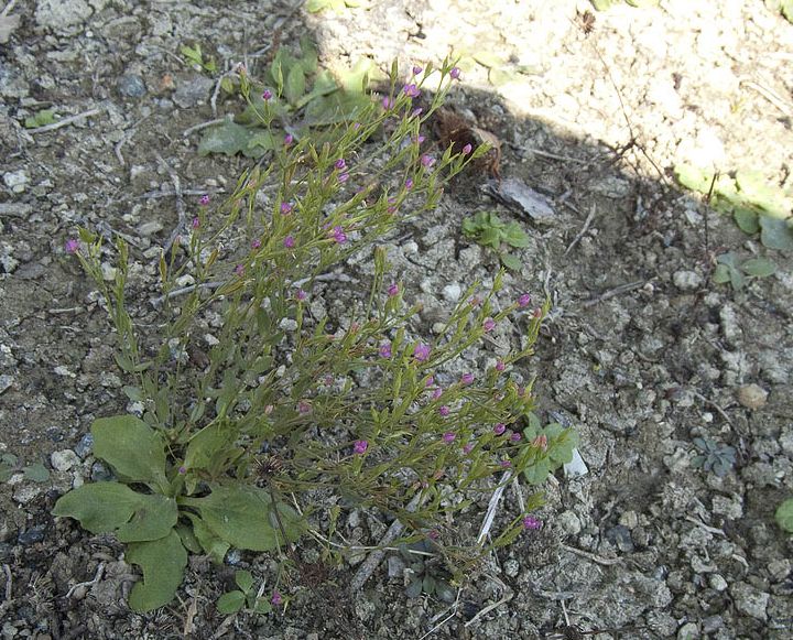 Centaurium erythraea