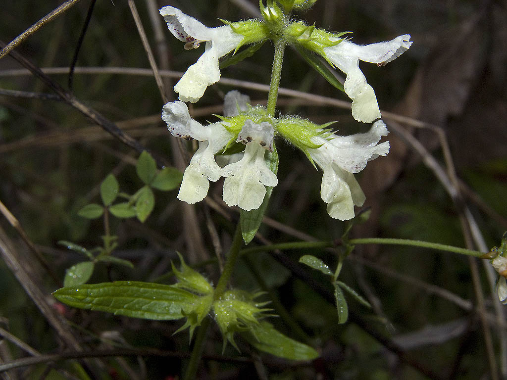 Una pianta che fiorisce in inverno.. Stachys annua