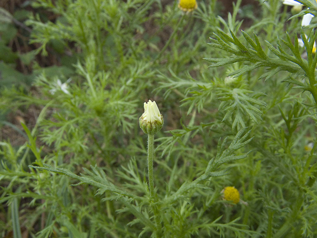 Cladanthus mixtus / Camomilla bicolore