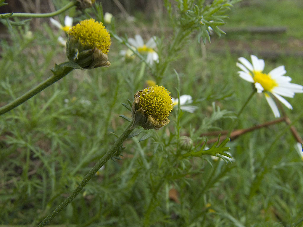 Cladanthus mixtus / Camomilla bicolore