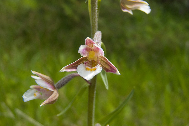 Epipactis palustris