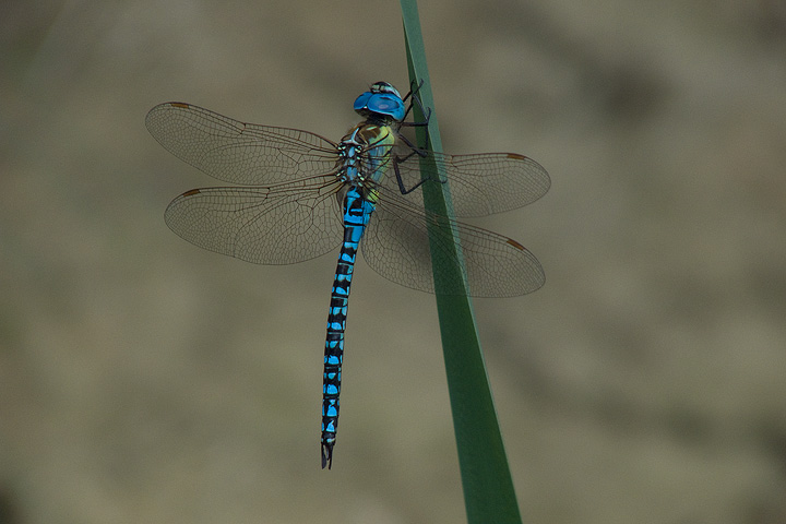 Aeshna affinis