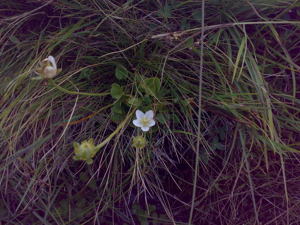 Parnassia palustris / Parnassia