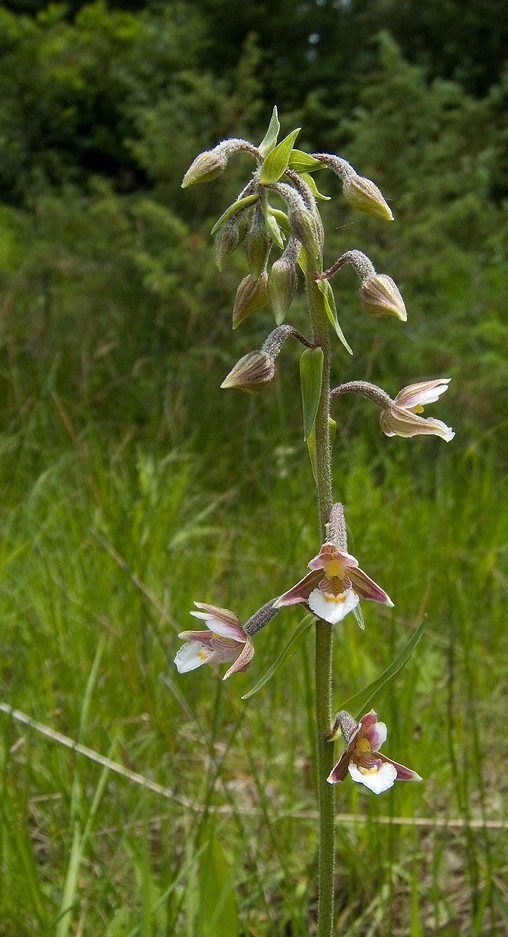 Epipactis palustris