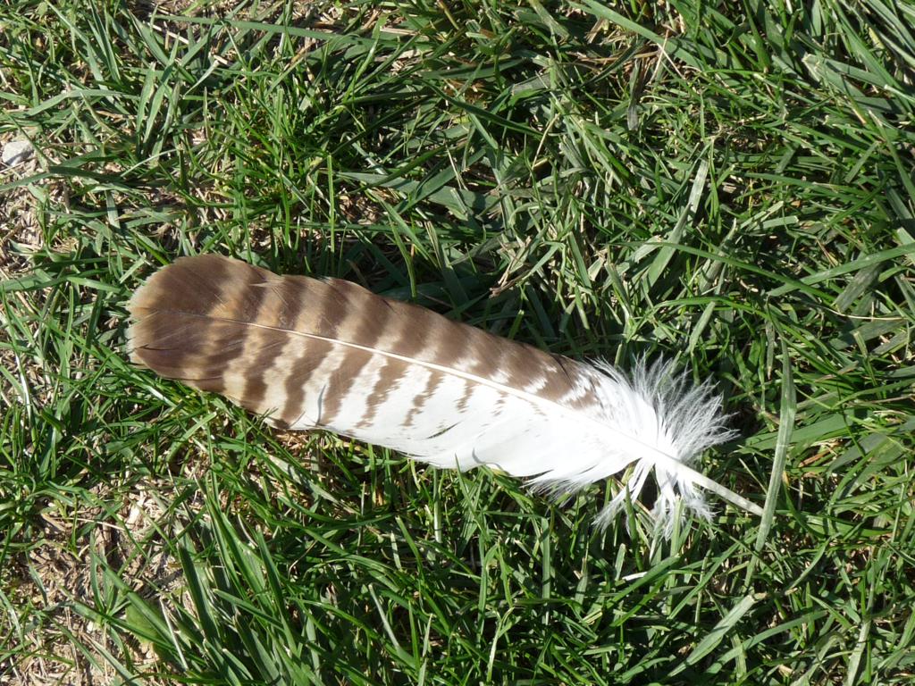 Penna  Poiana