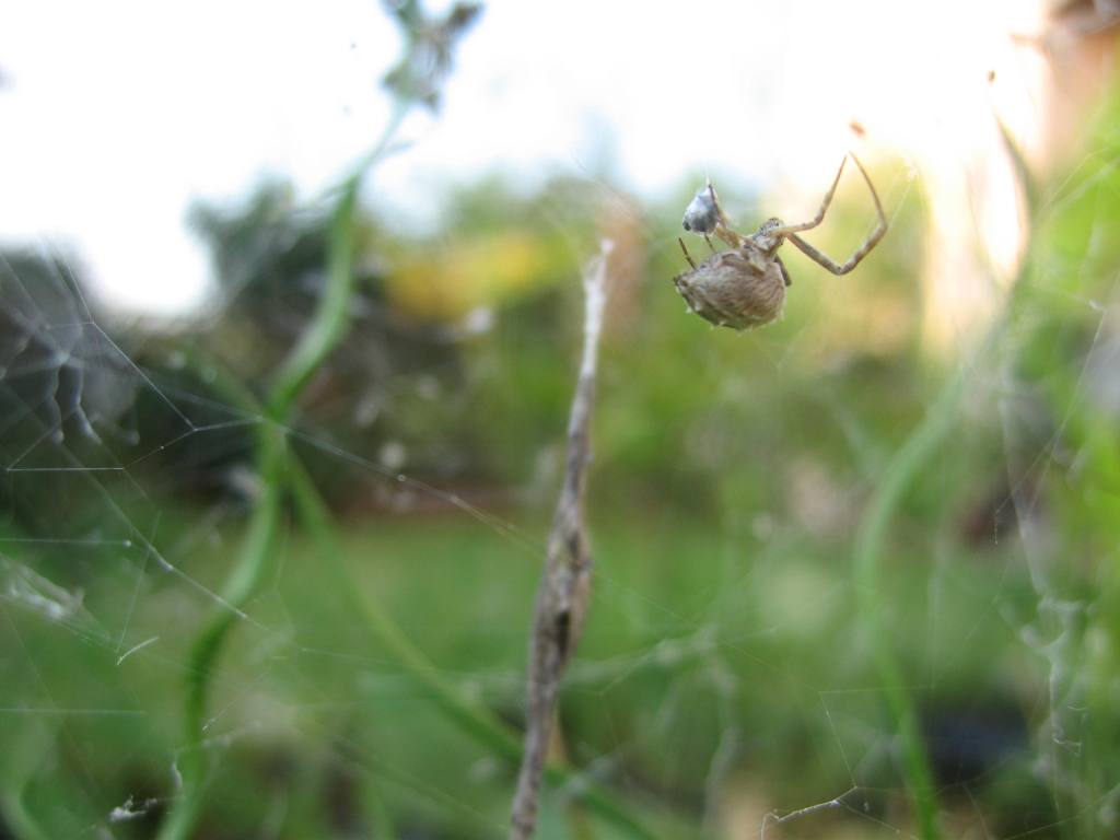 Uloborus walkenaerius