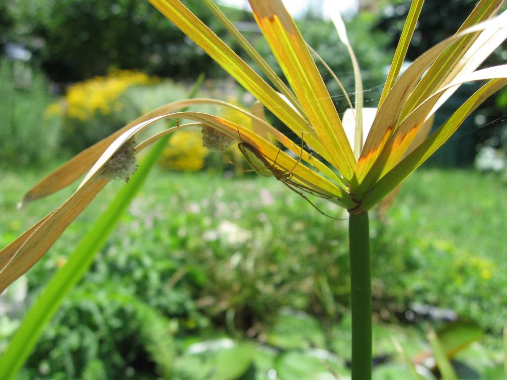 Tetragnatha sp. con ovisacco