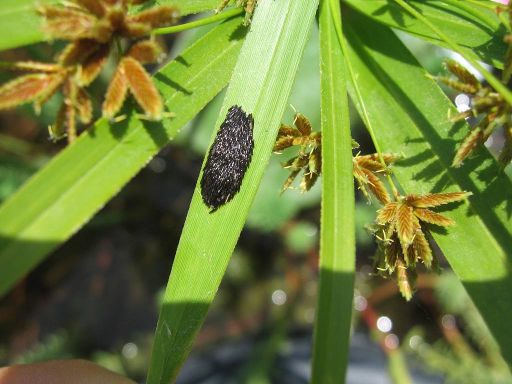 uova di Tabanidae