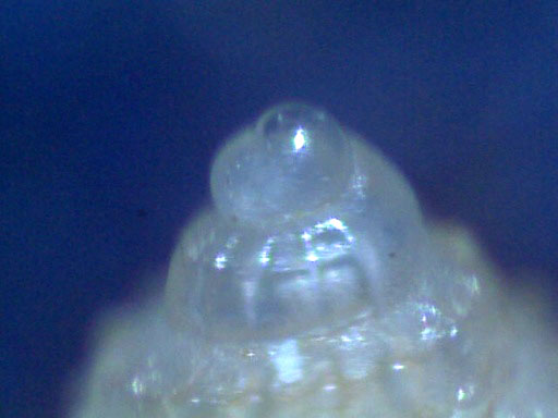 Alvania subcrenulata?