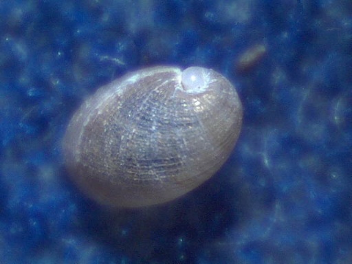 Otina ovata