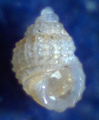 Alvania subcrenulata?