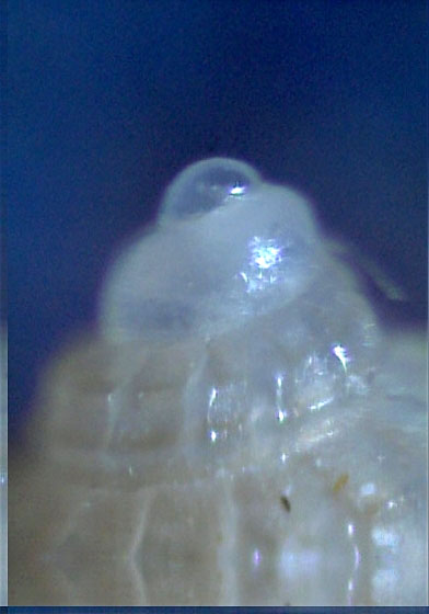 Alvania subcrenulata?
