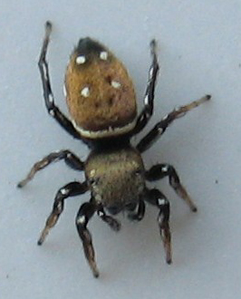 jumping spiders