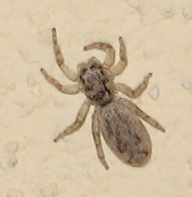 jumping spiders