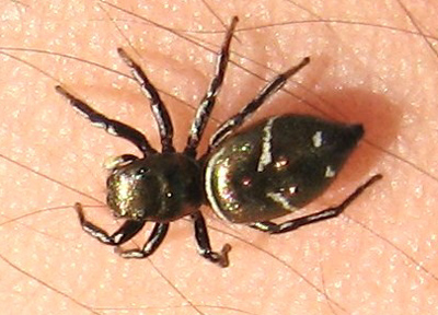 jumping spiders