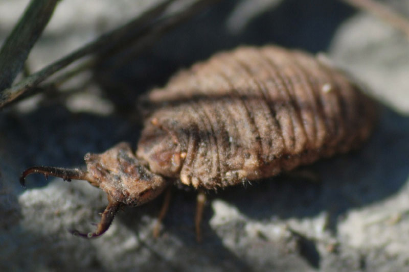 Larva Palpares libelluloides