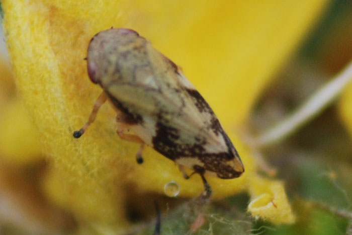 Aphrophoridae sp. from Peloponnese