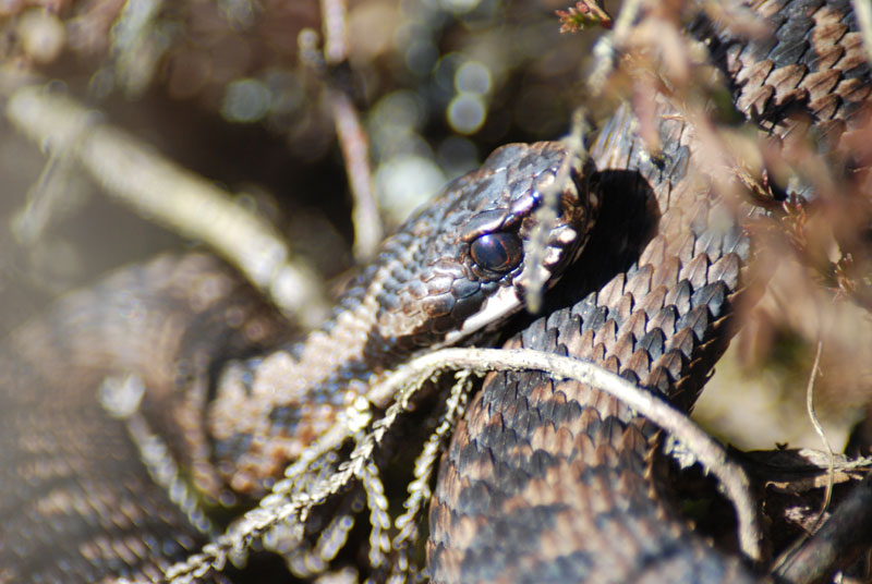 Vipera berus